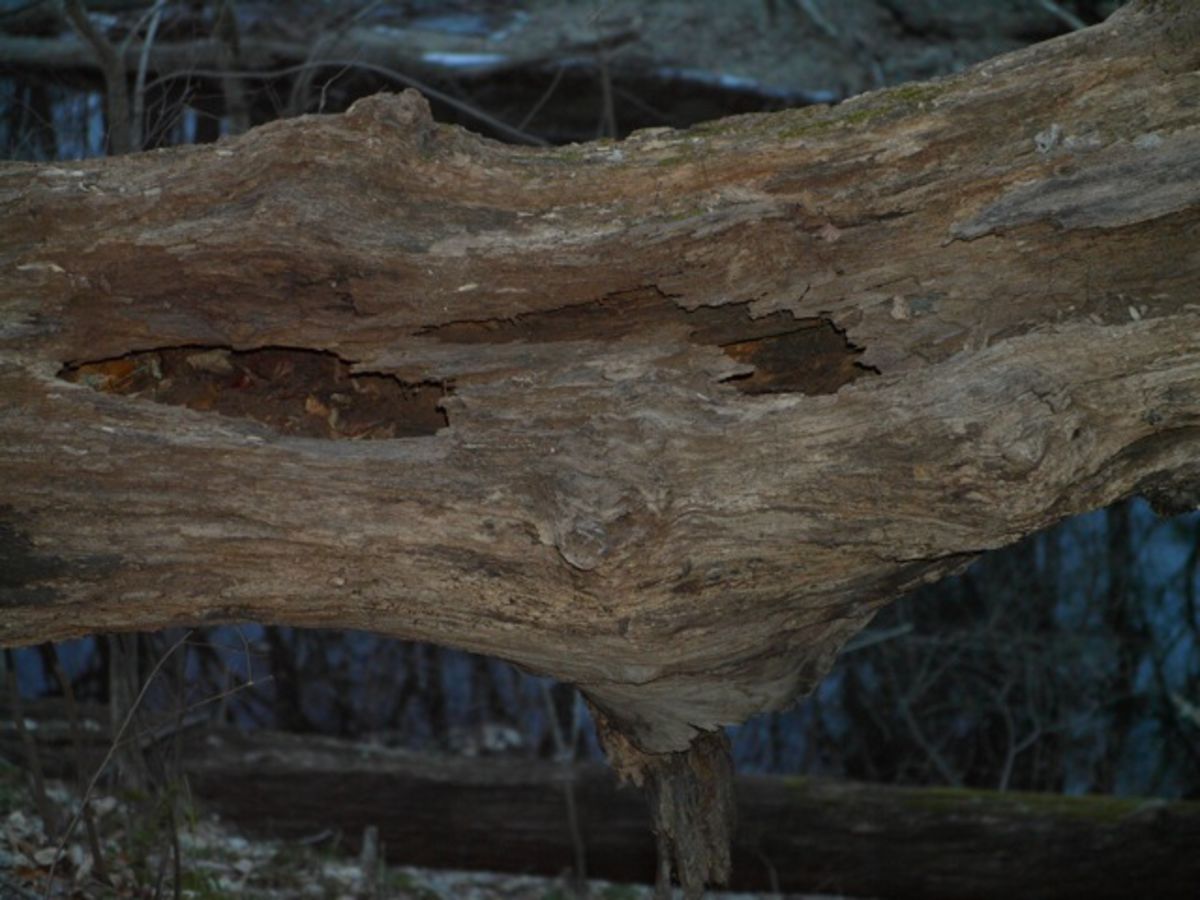 log in the Wissahickon