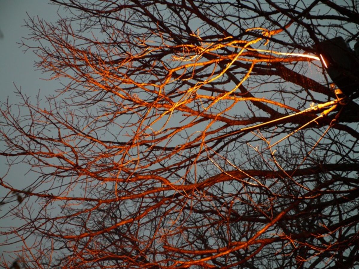 tree brannches
