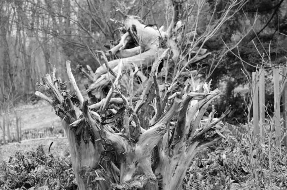 wood