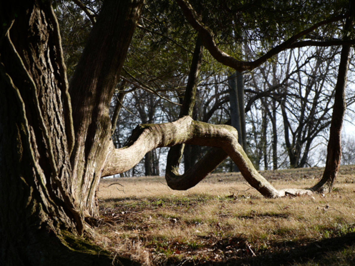 tree in Valley Forge Park
