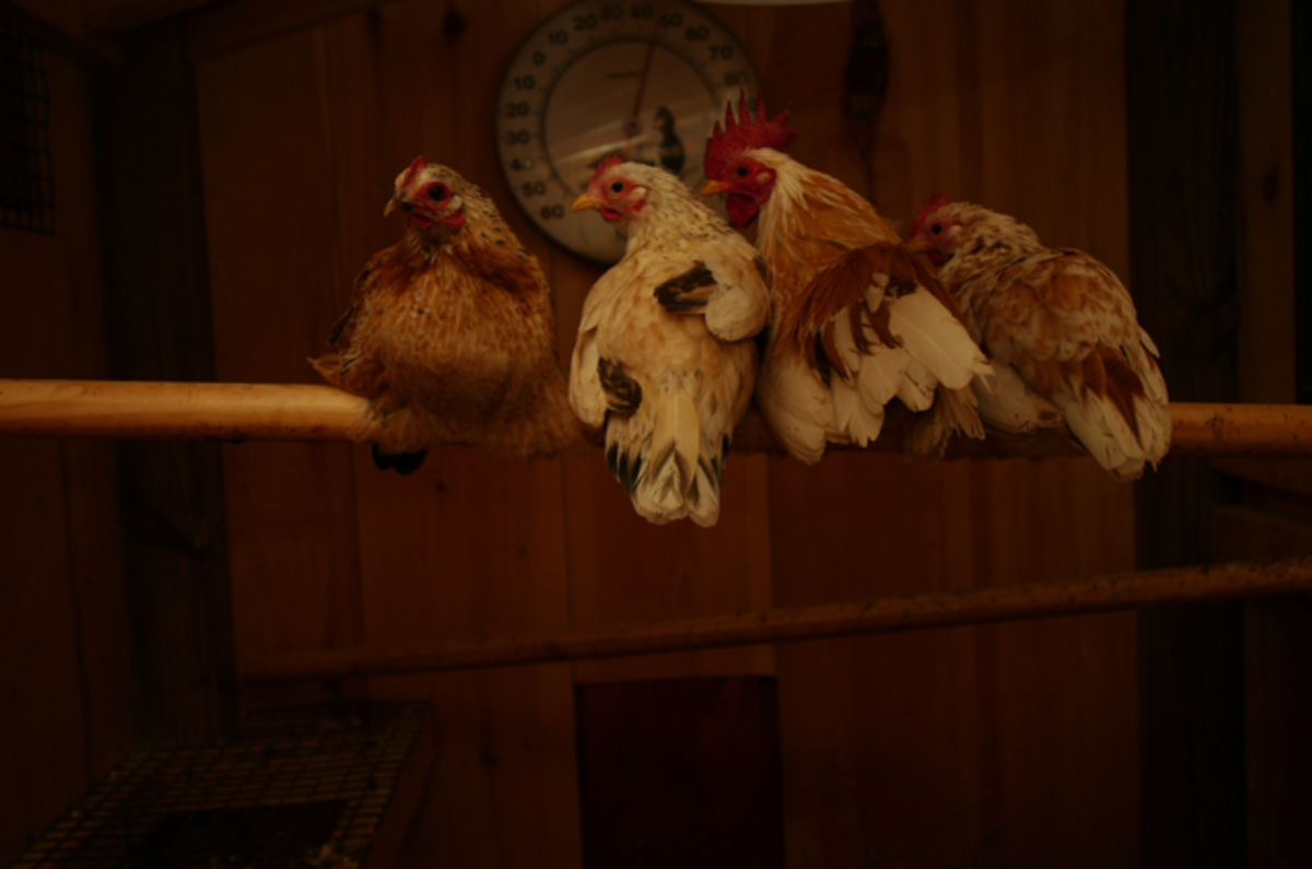 inside the chicken coop