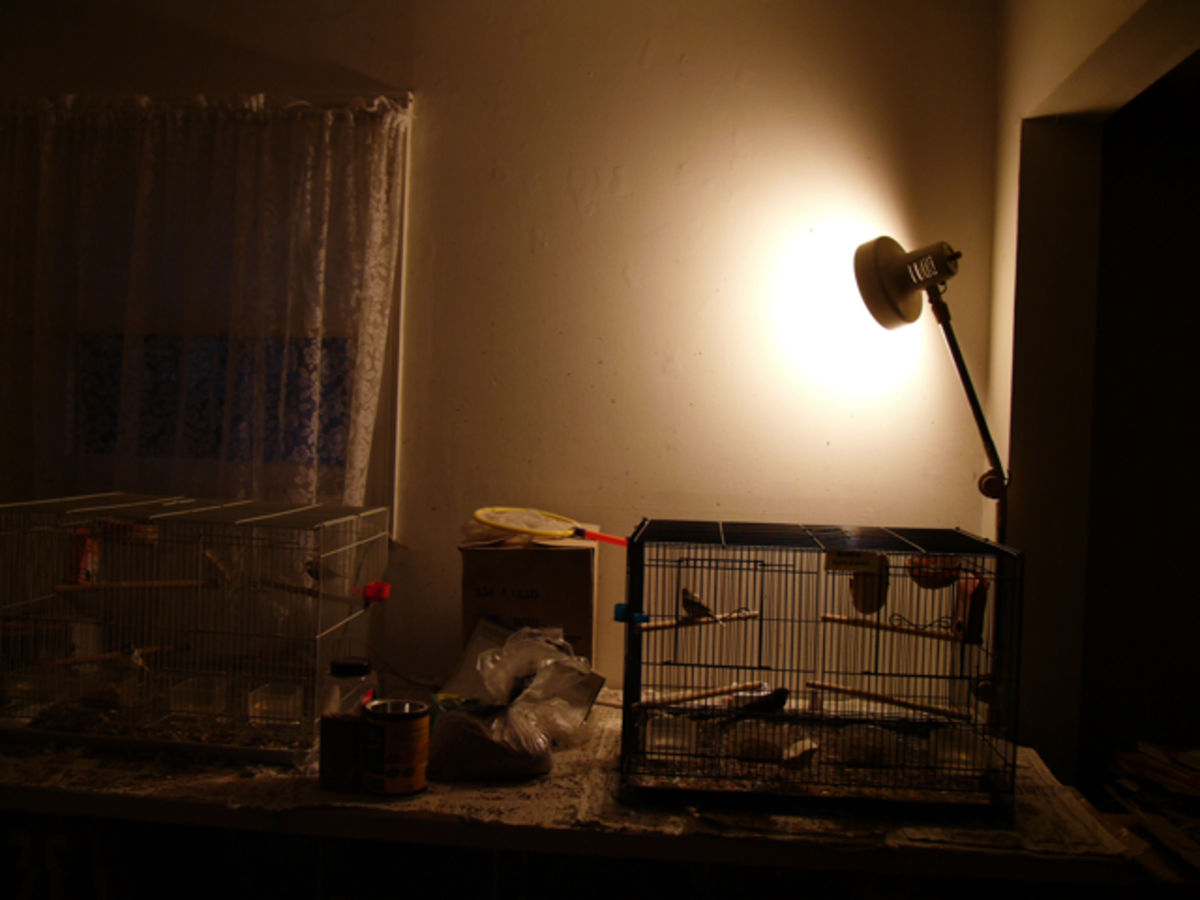 canary corner