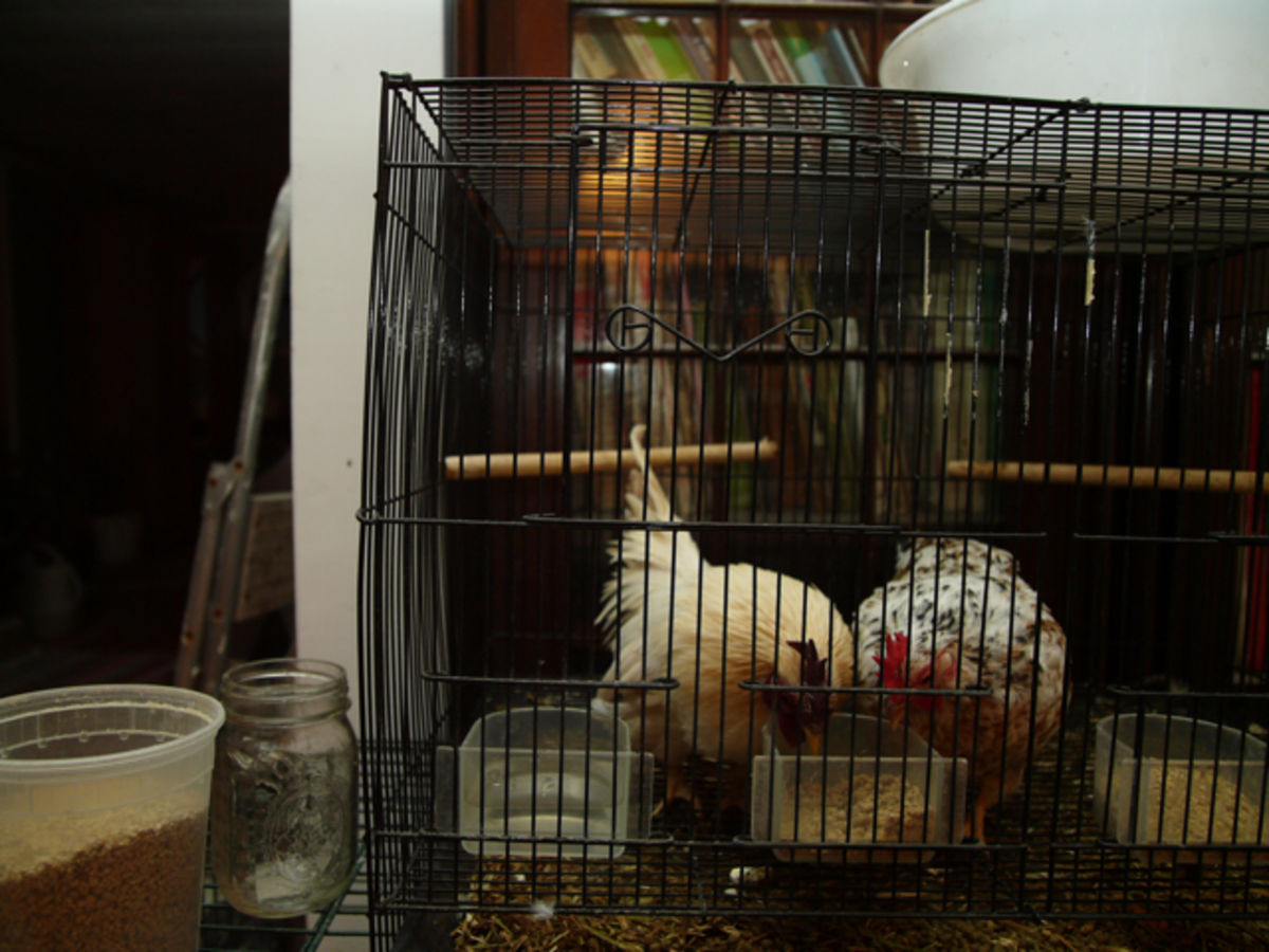 two chickens