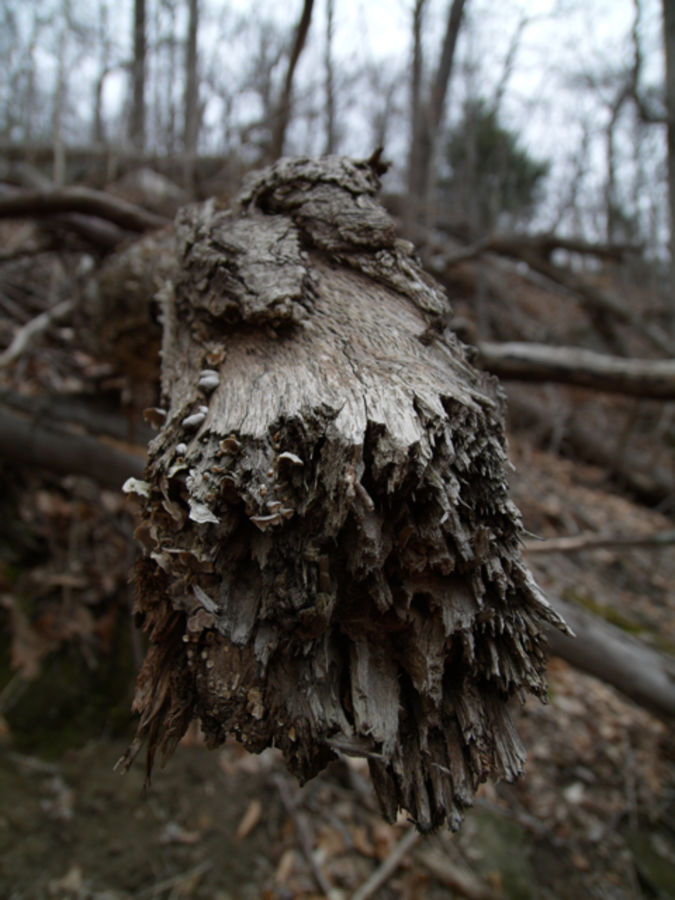 Wissahickon woods 1