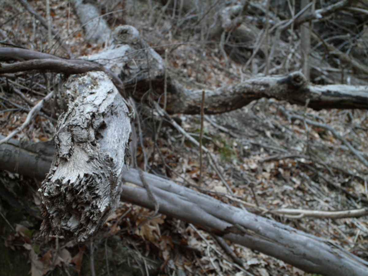 Wissahickon woods 2