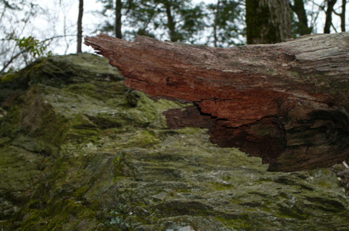 Wissahickon woods 3
