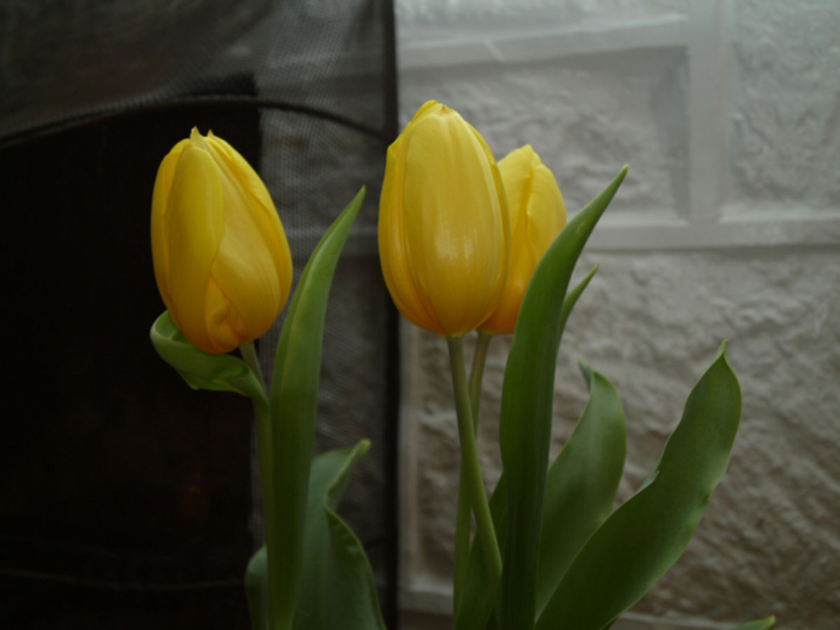 Easter flowers