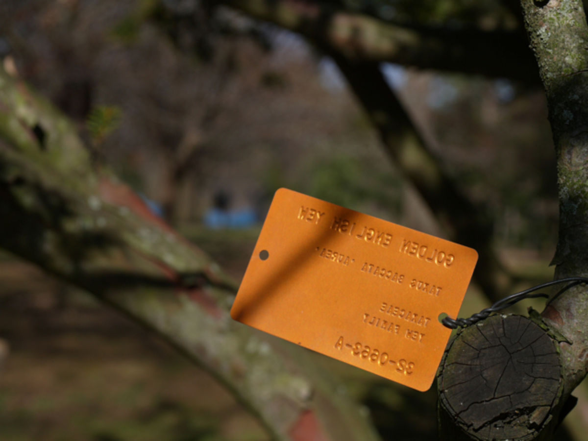 tree tag