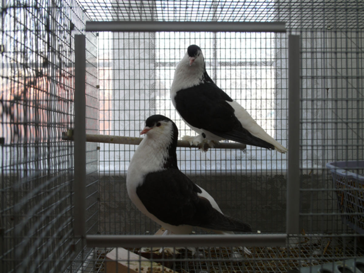 two pigeons