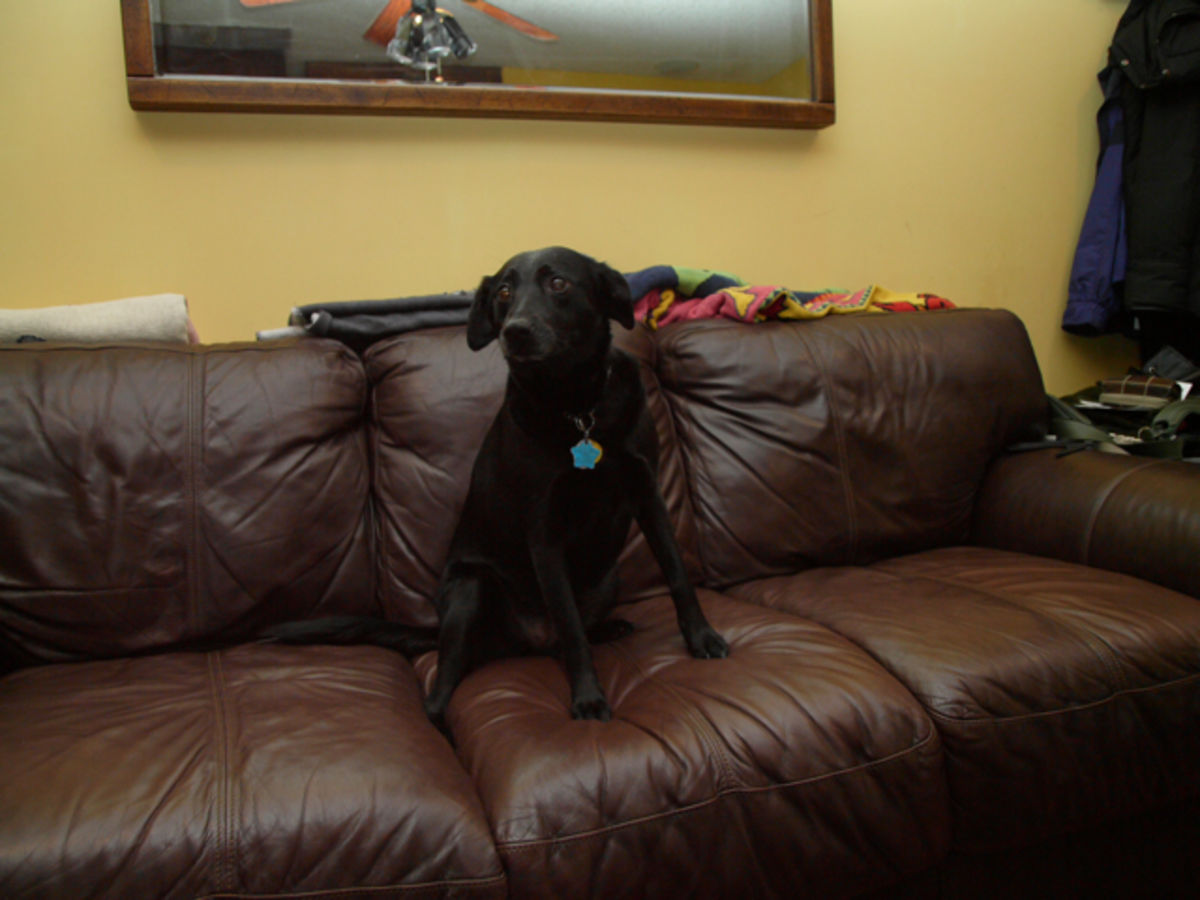dog on couch