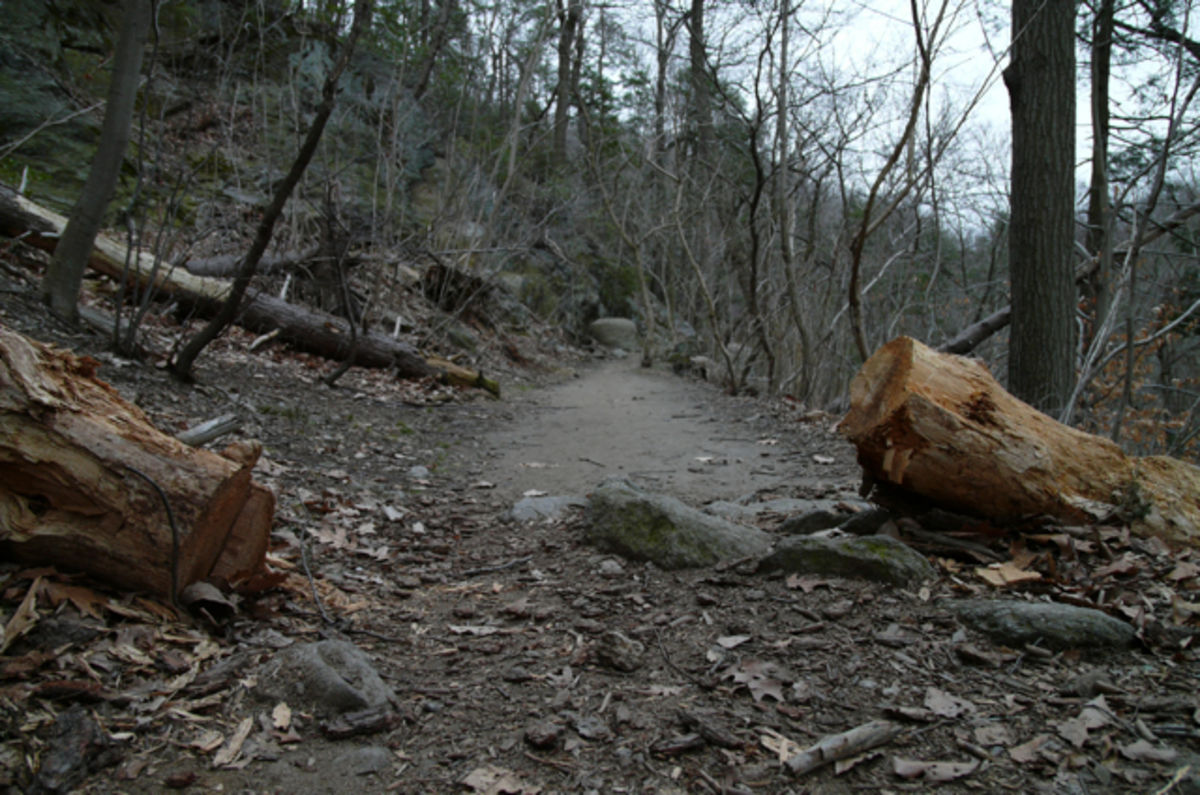 cut log