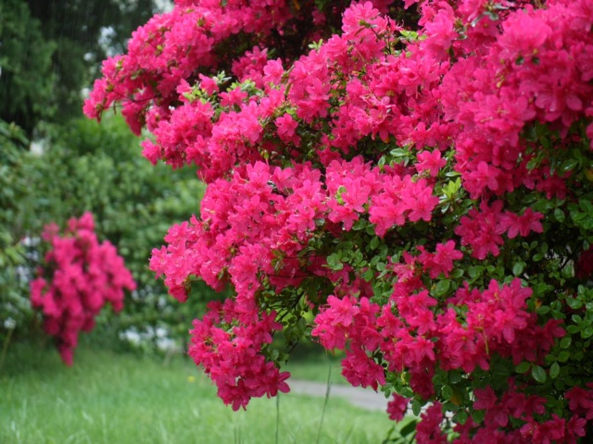 azaleas