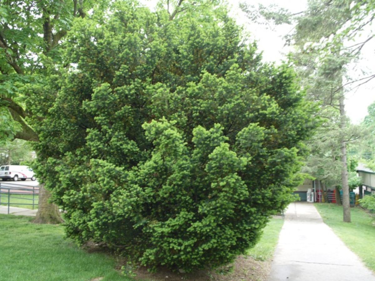 tree-bush