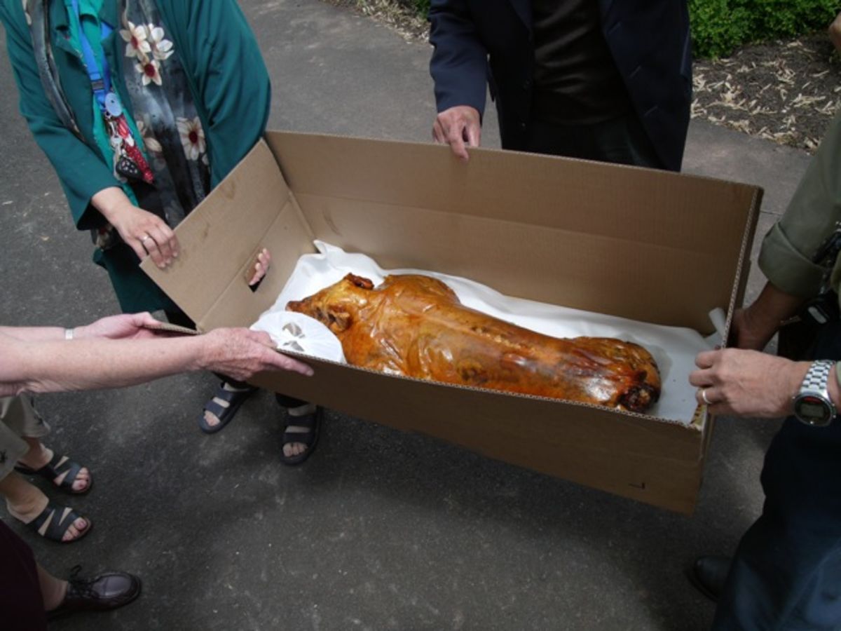 pig