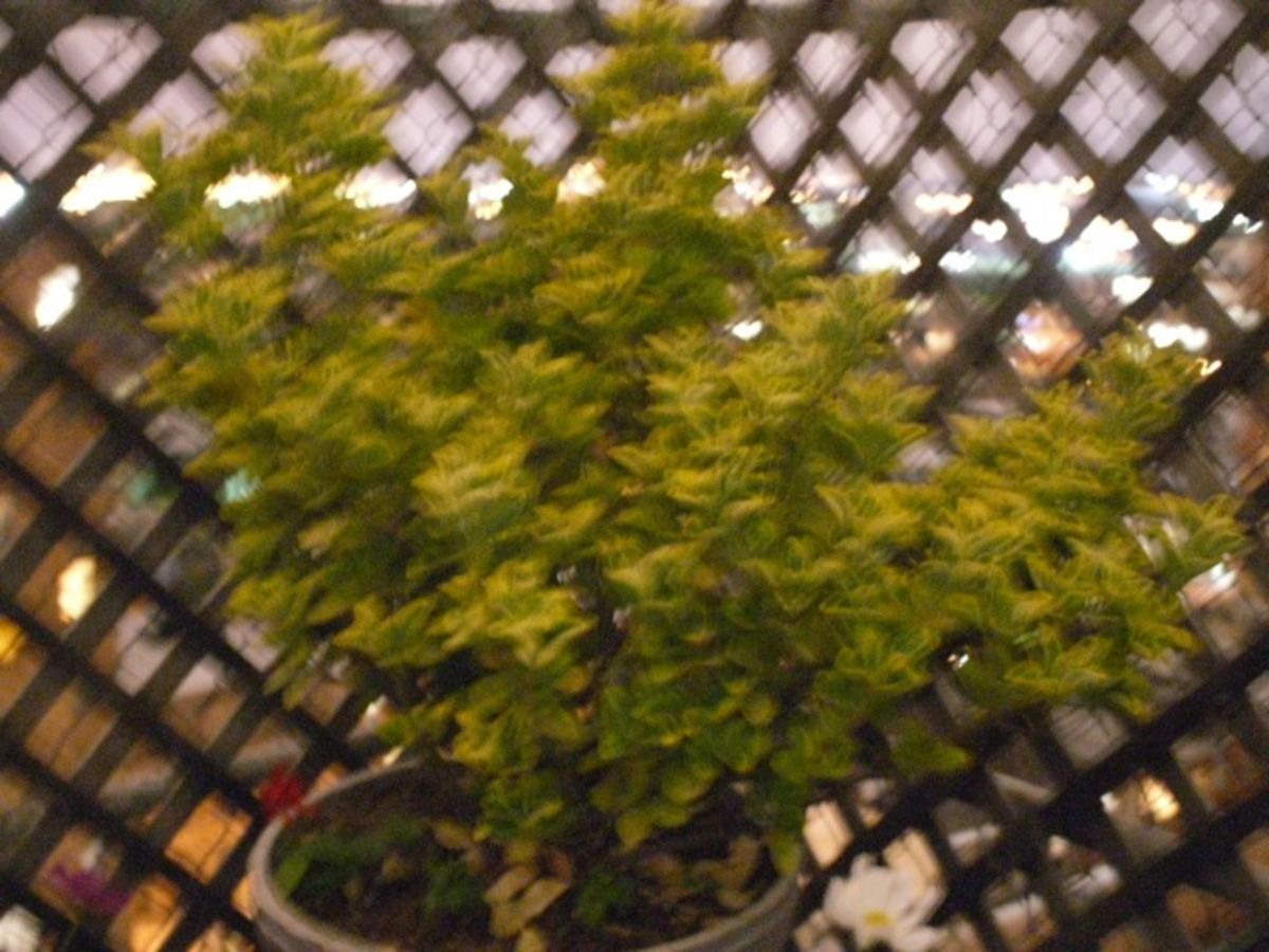 roof plant