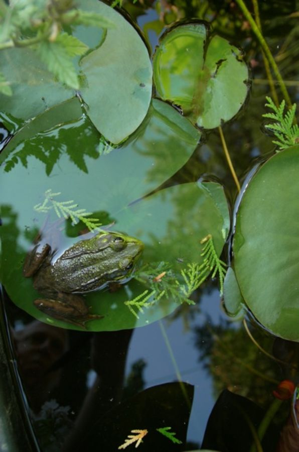 frog