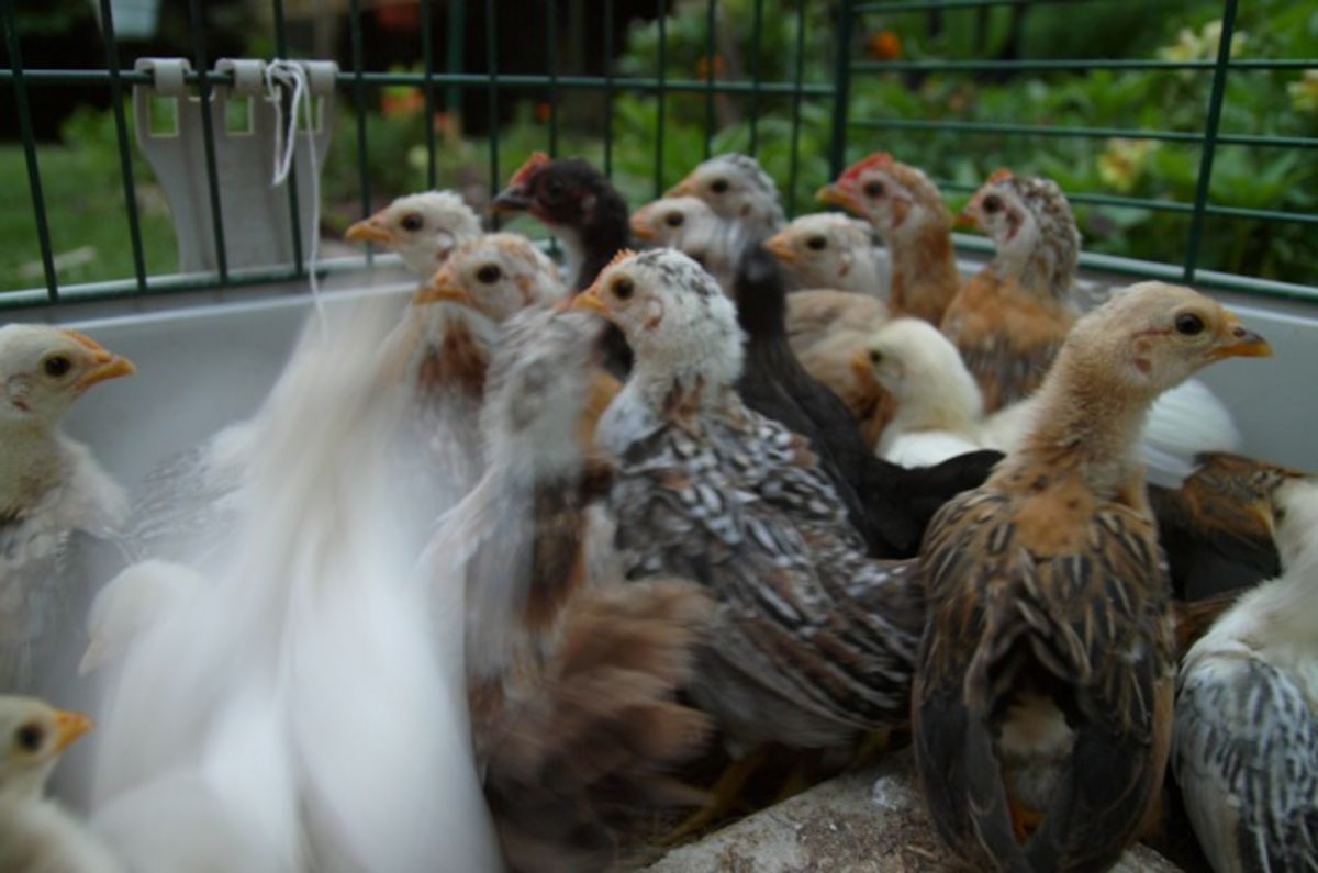 chicks