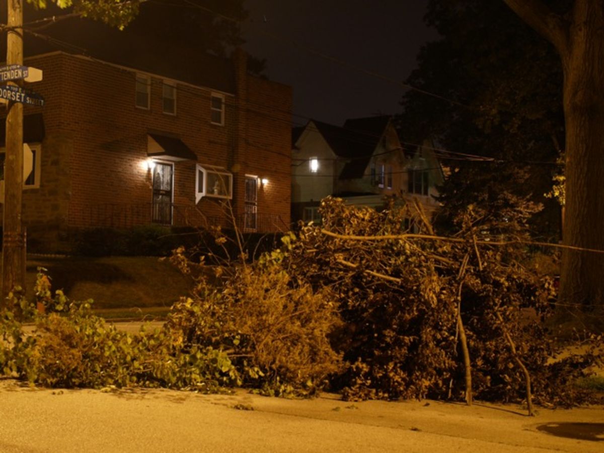 branch pile