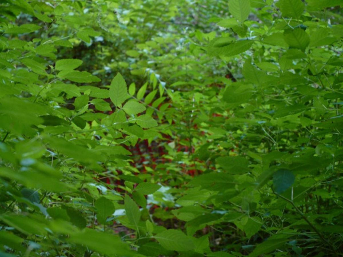 green leaves