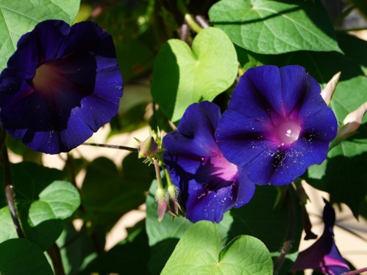 morning glorys