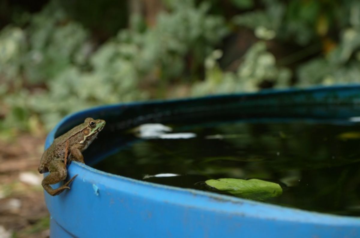 Frog hanging around