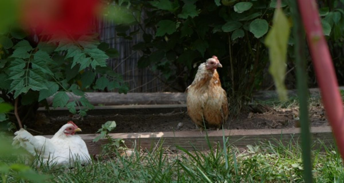 chickens