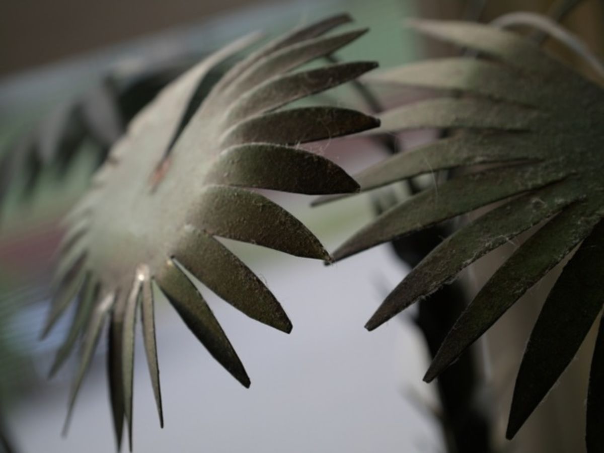 palm 1