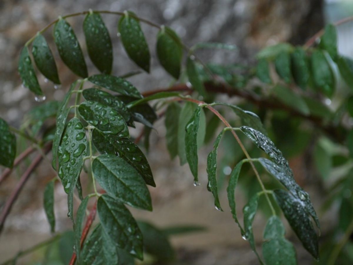 rainy day leaves