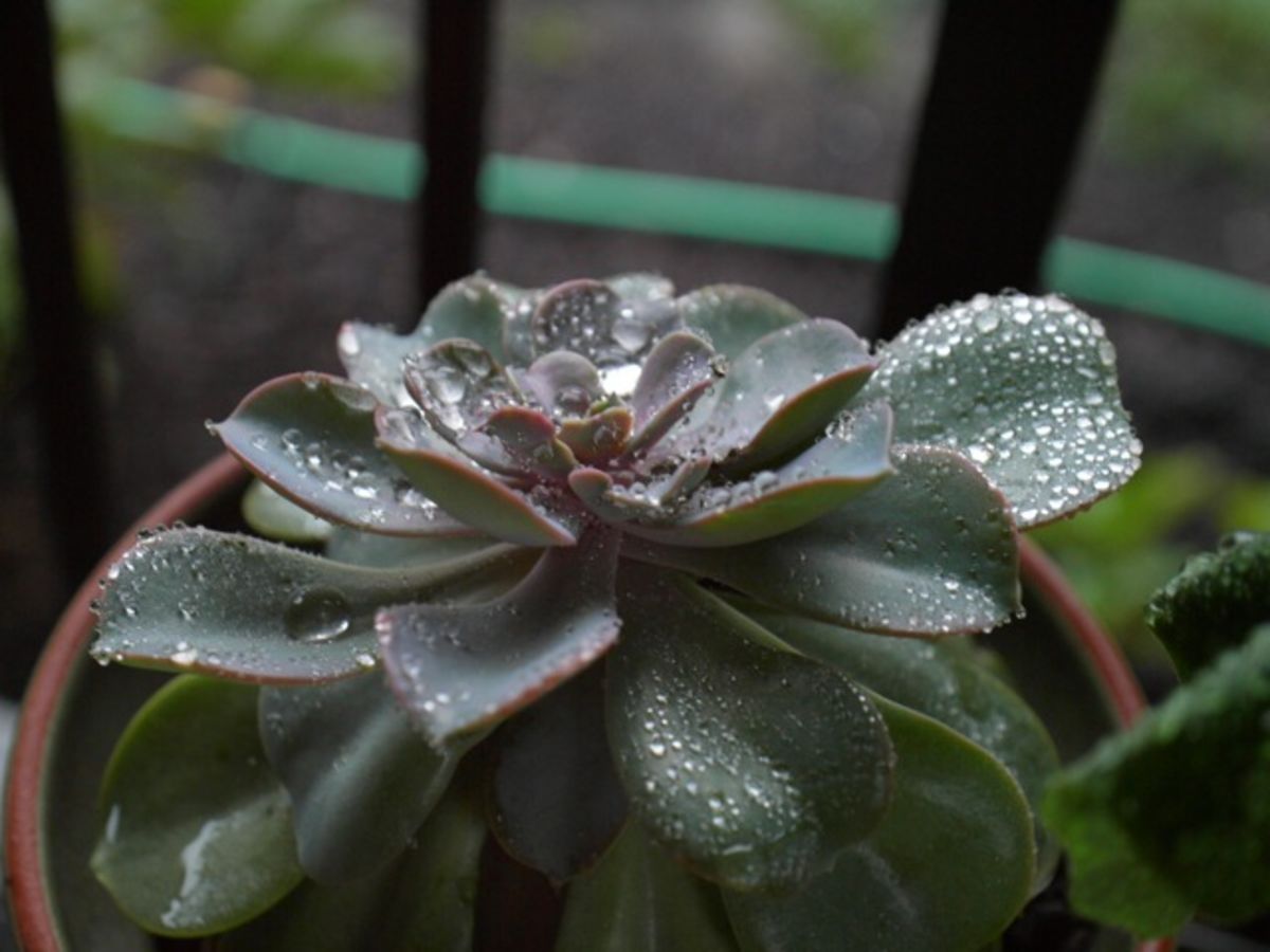 rainy day leaves