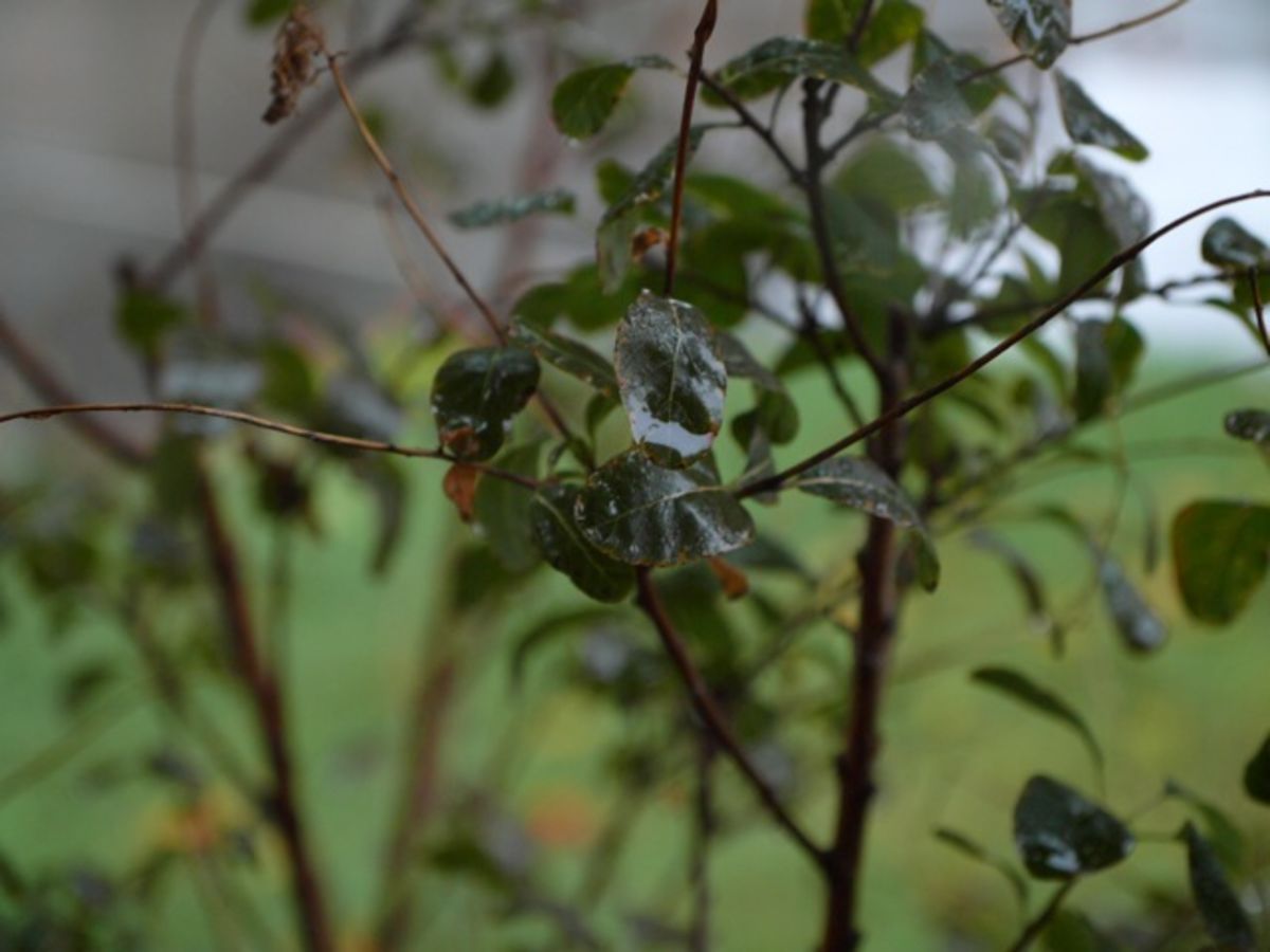 rainy day leaves