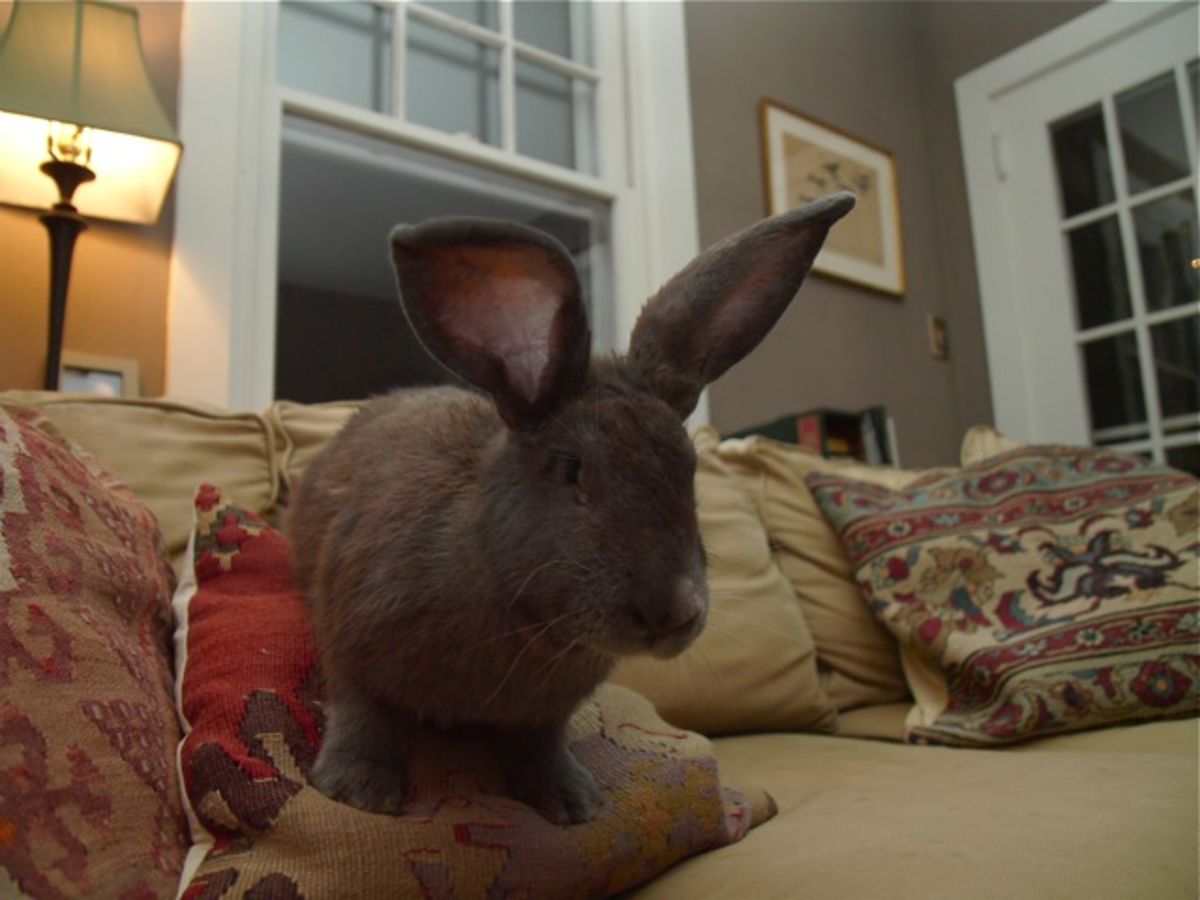 couch rabbit
