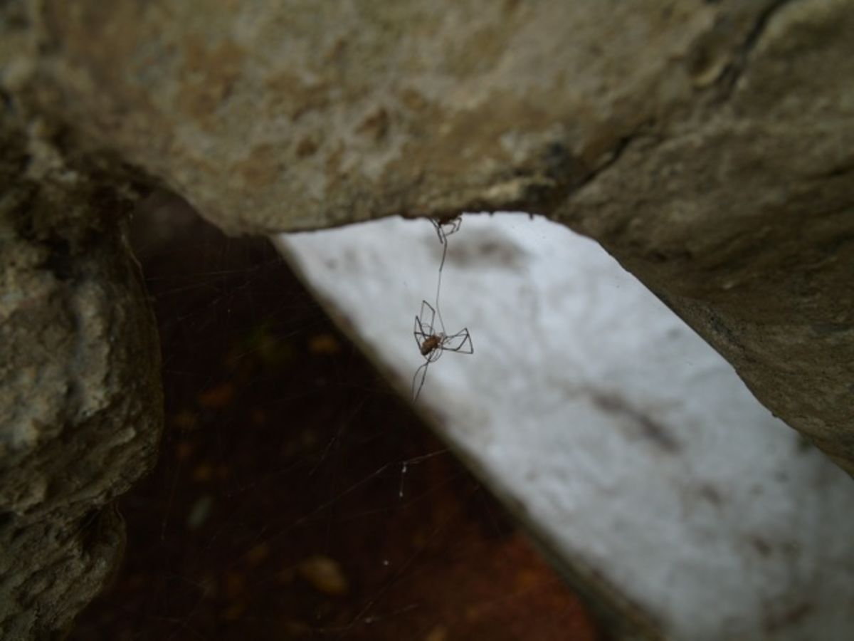 spider