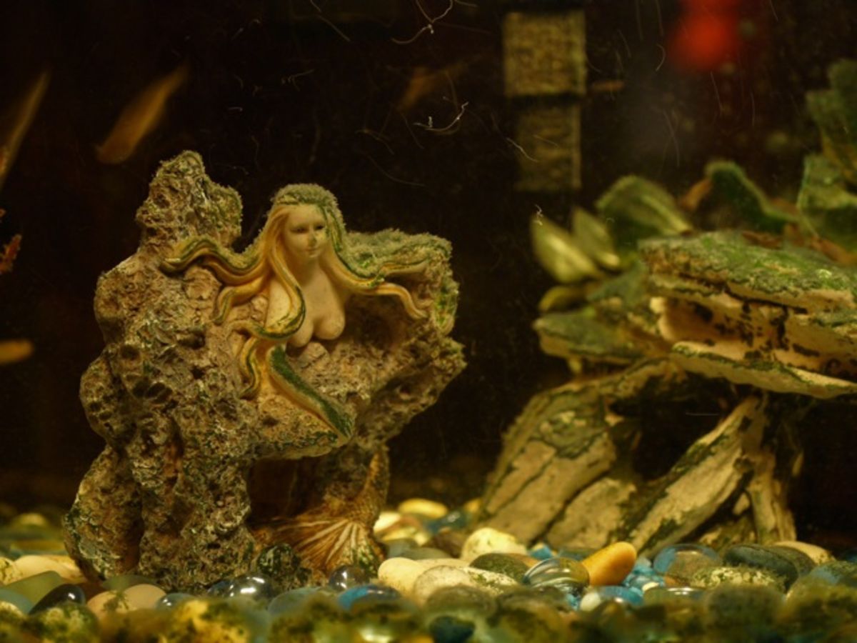 sea nymph