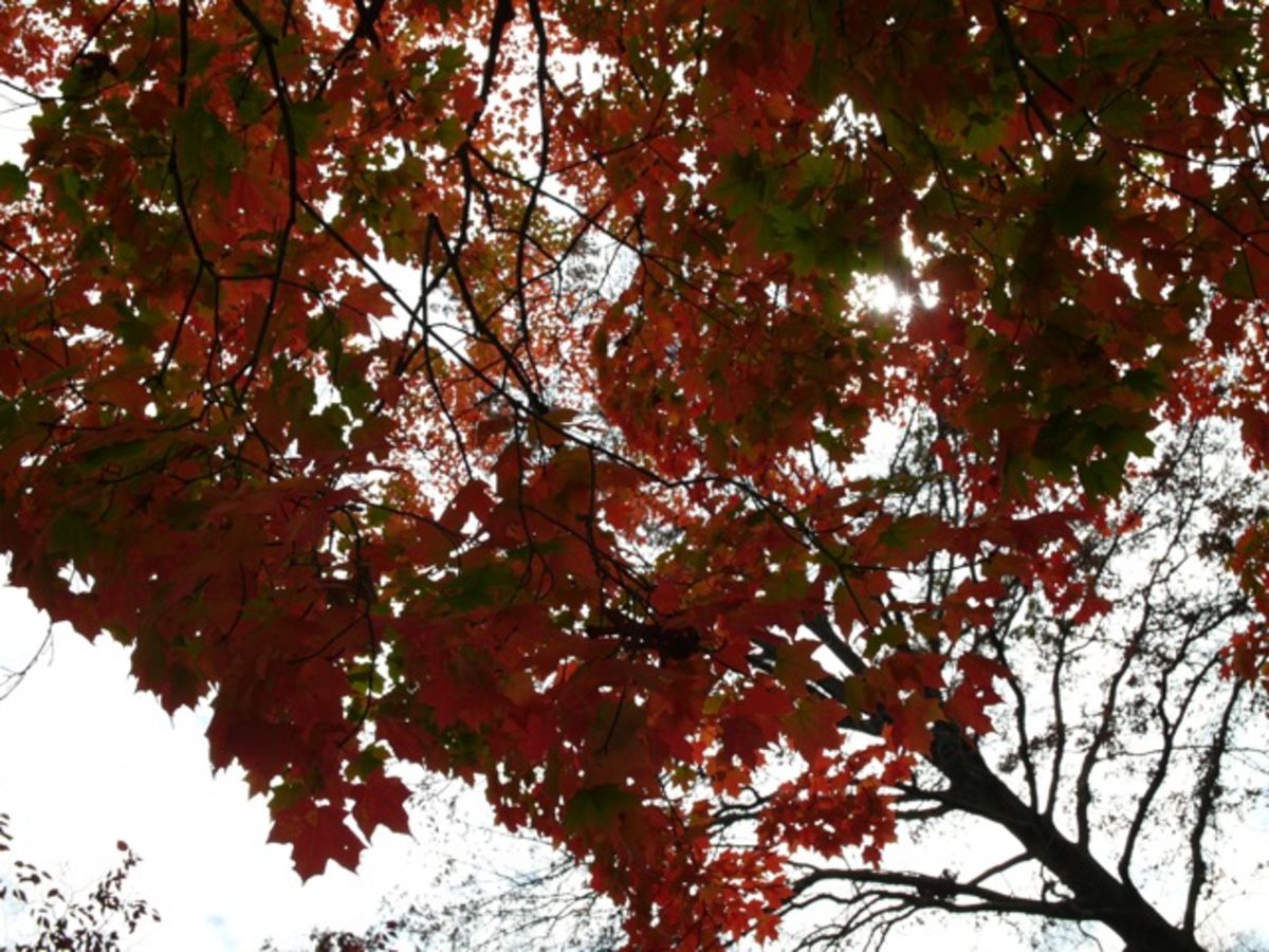 autumn leaves