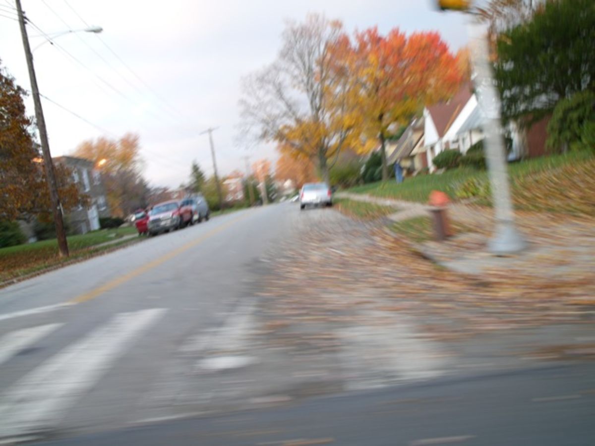 blur of leaves