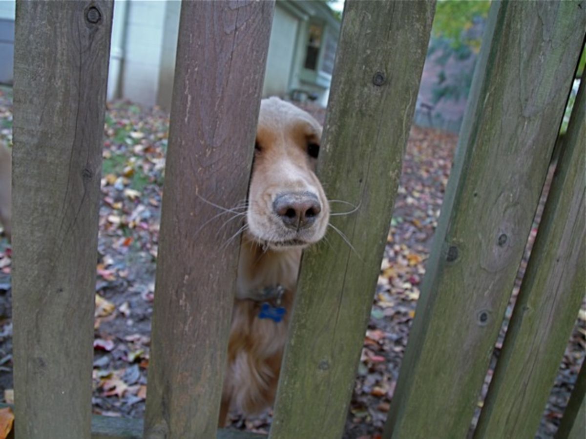 Cassies dog