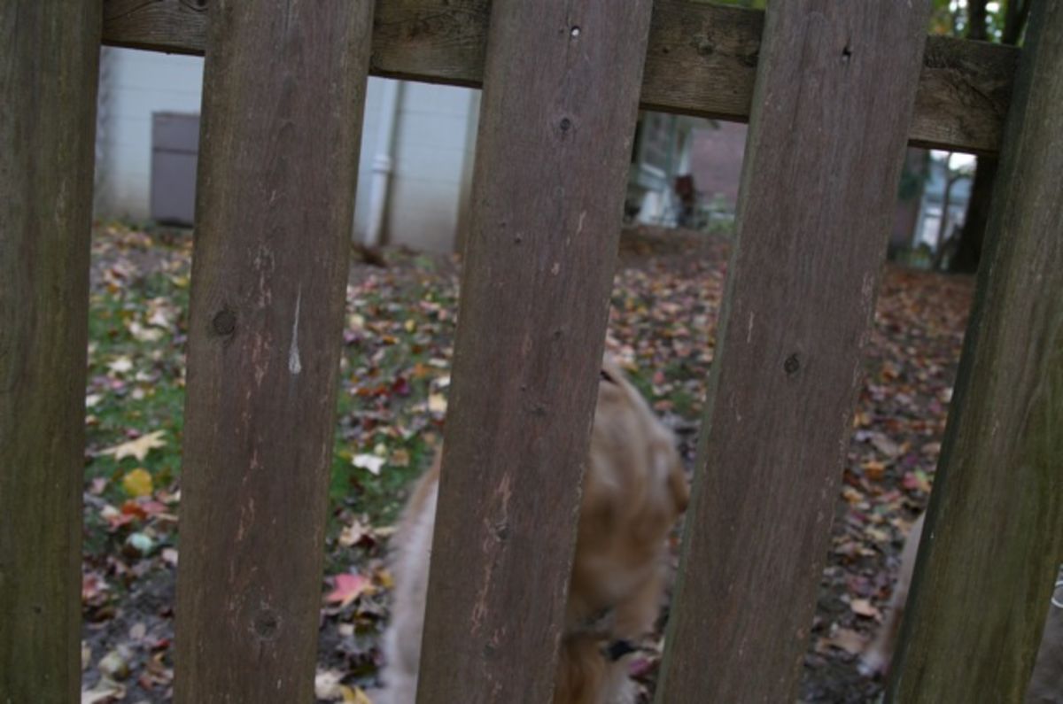 Cassies dog