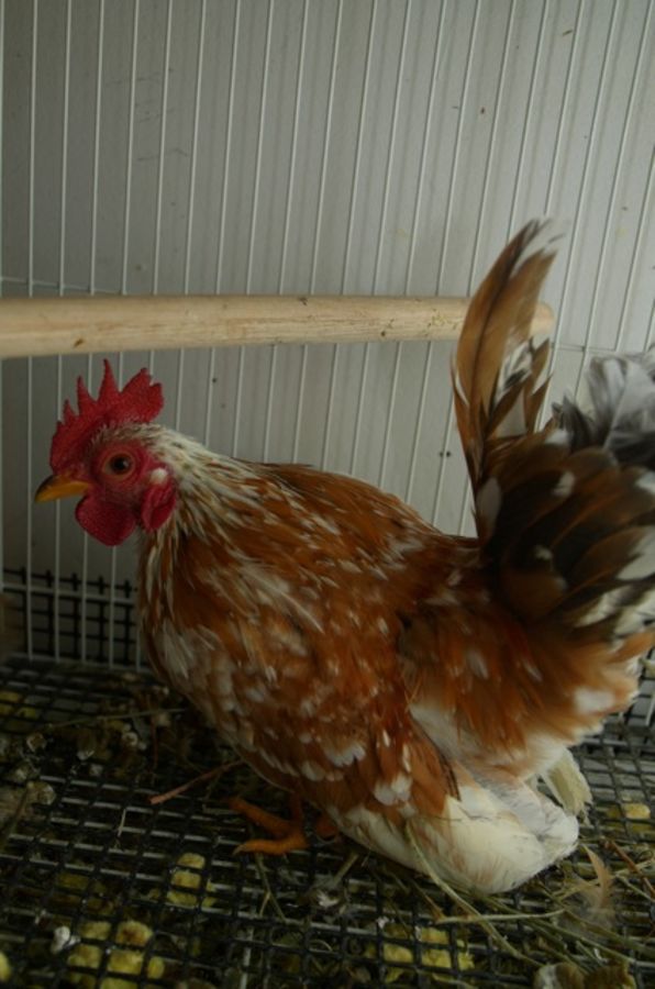 chicken run