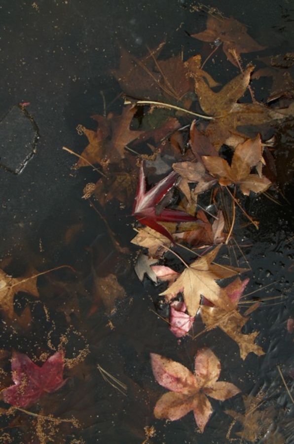 frozen leaf