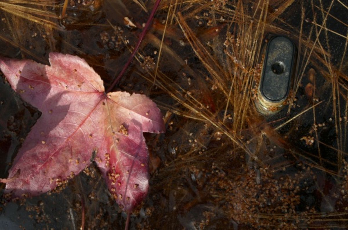 frozen leaf