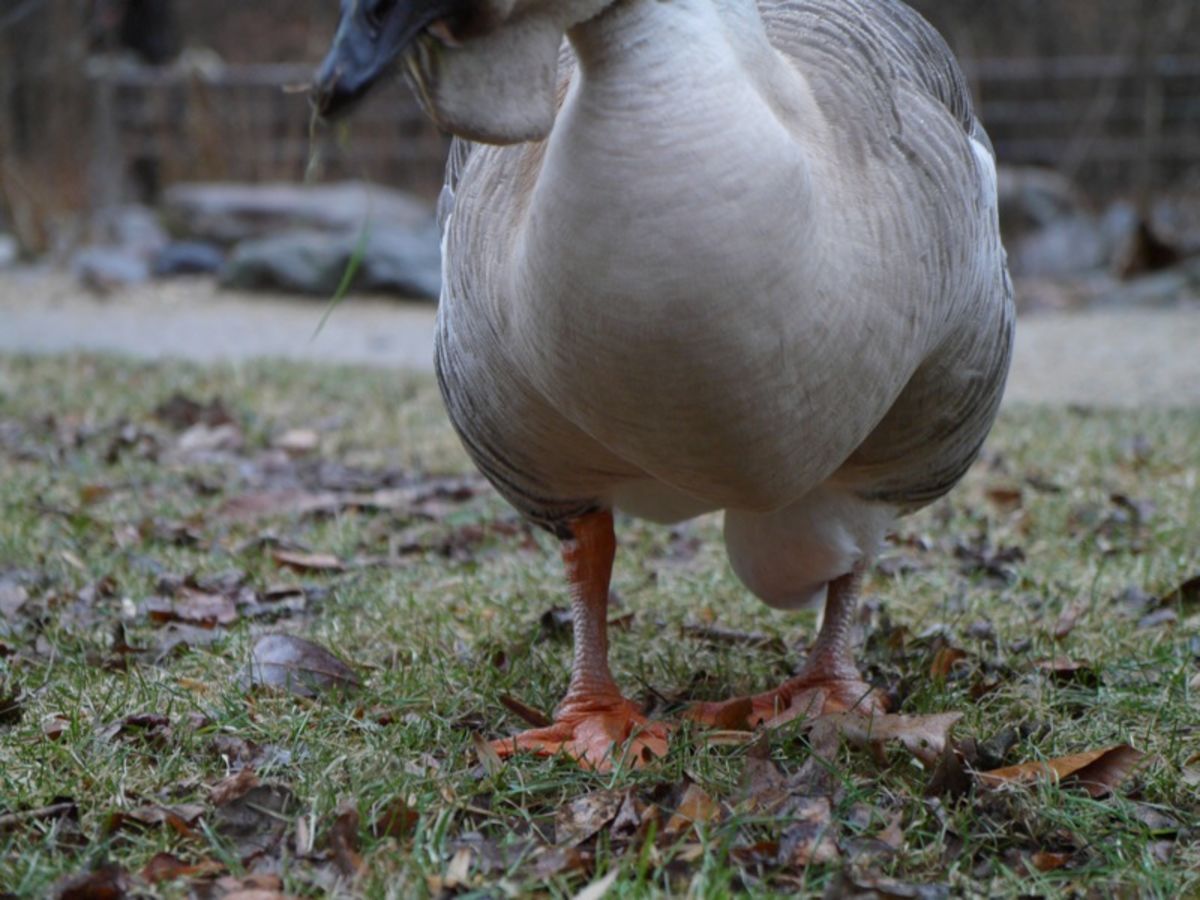 goose