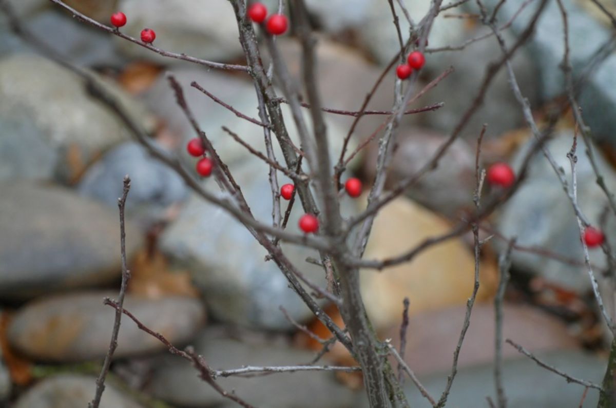 berries