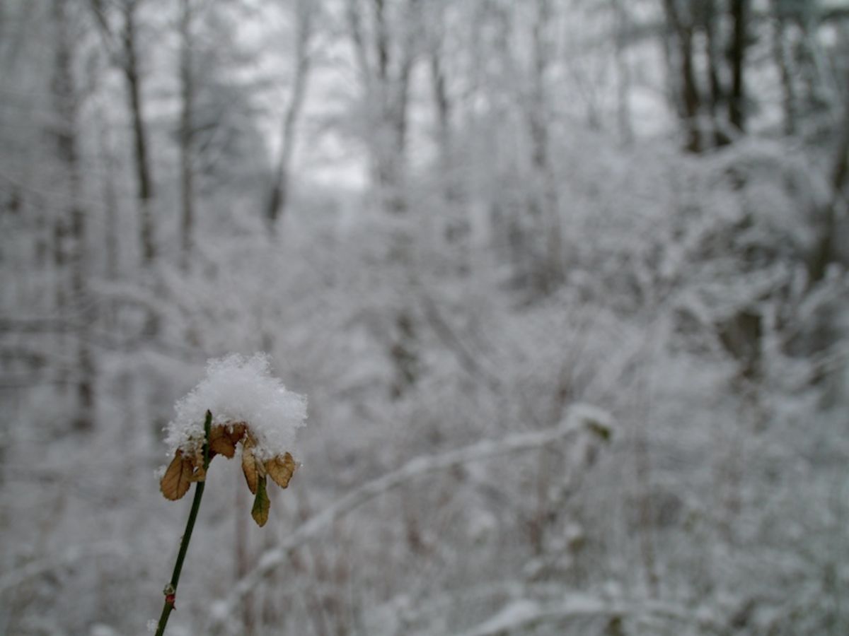 snow on leaves