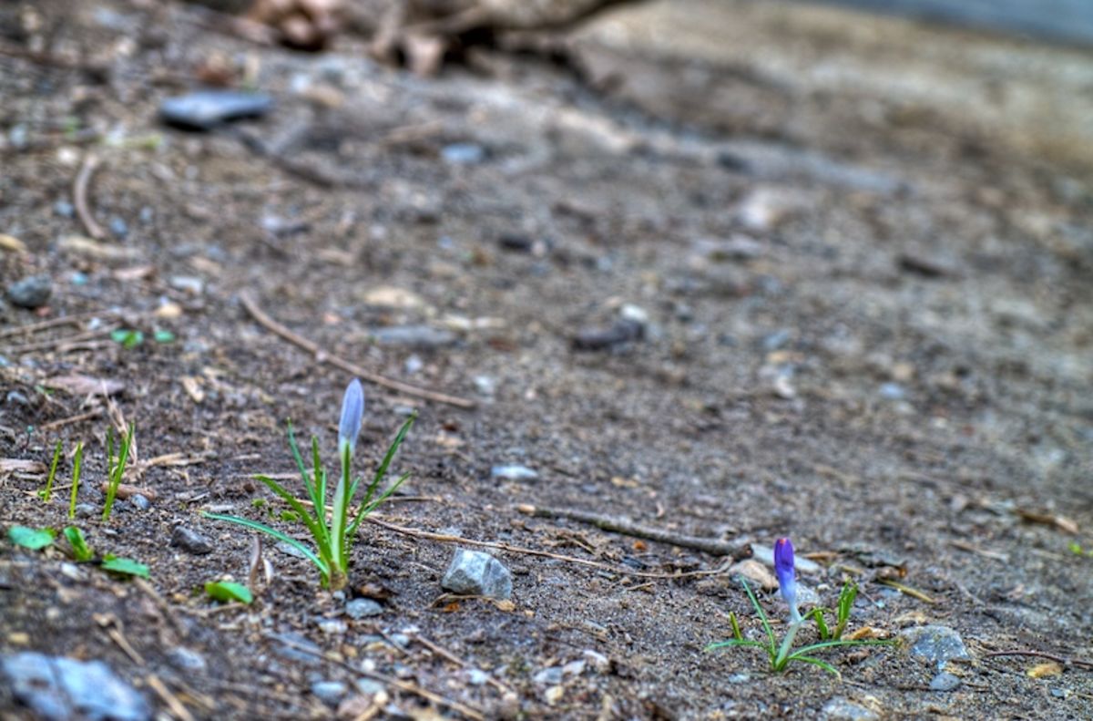 spring