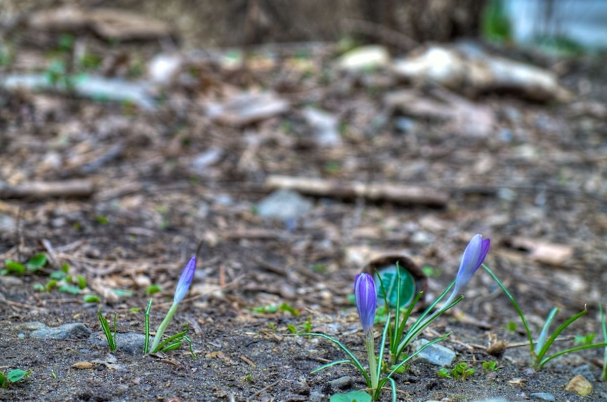 spring