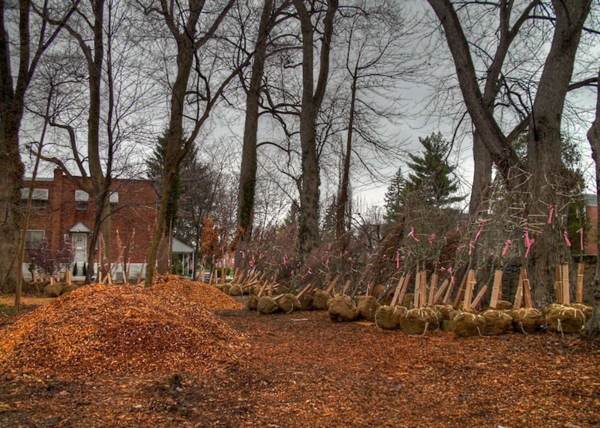 tree ground