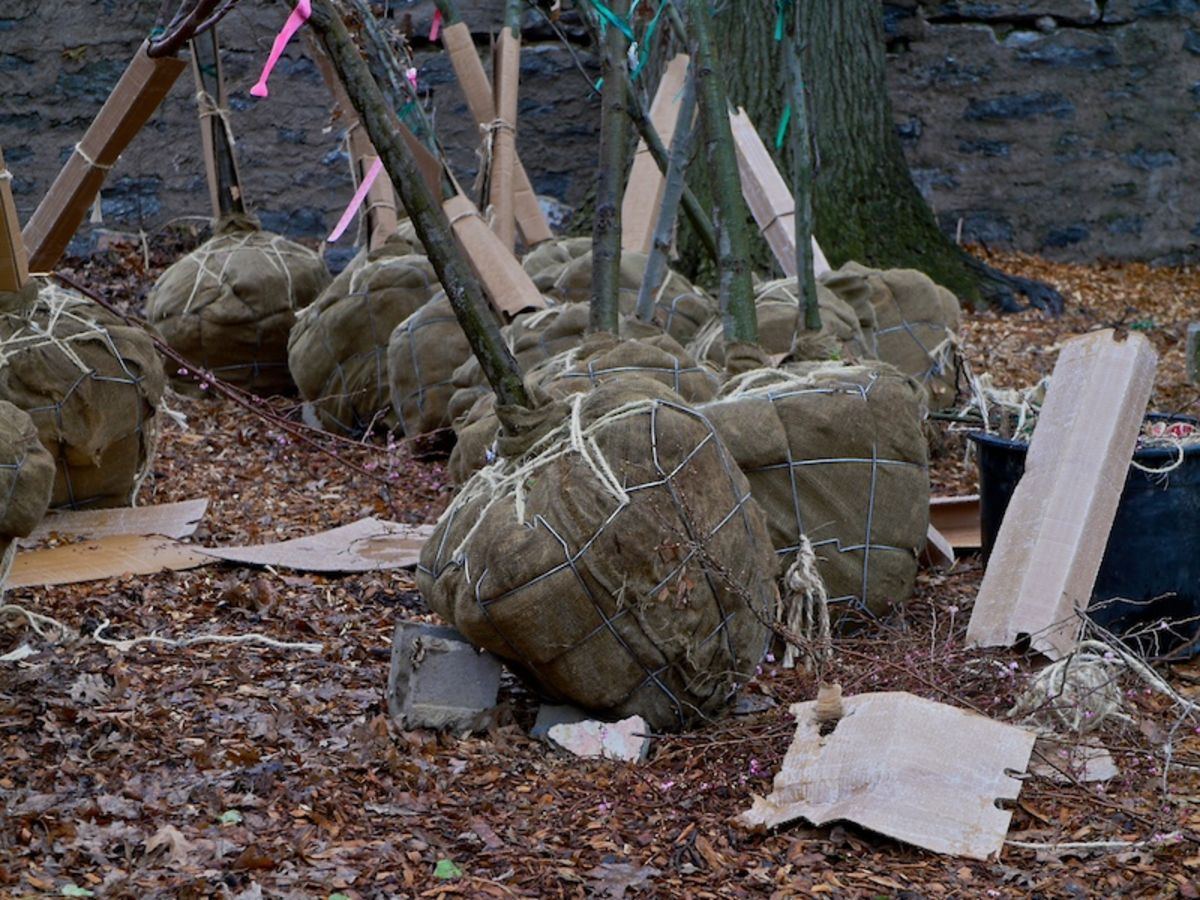 tree base