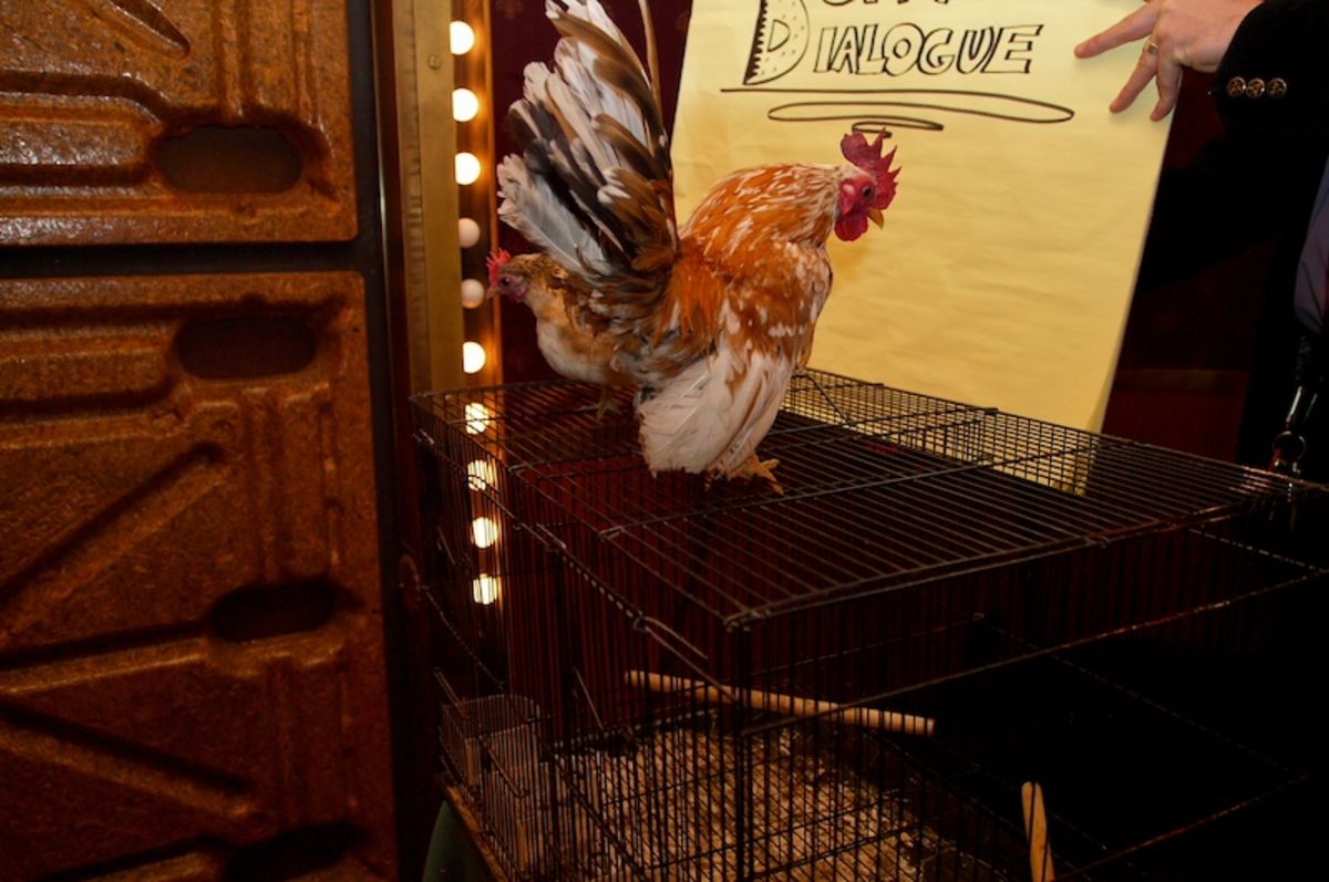 chickens at Petes Candy Store