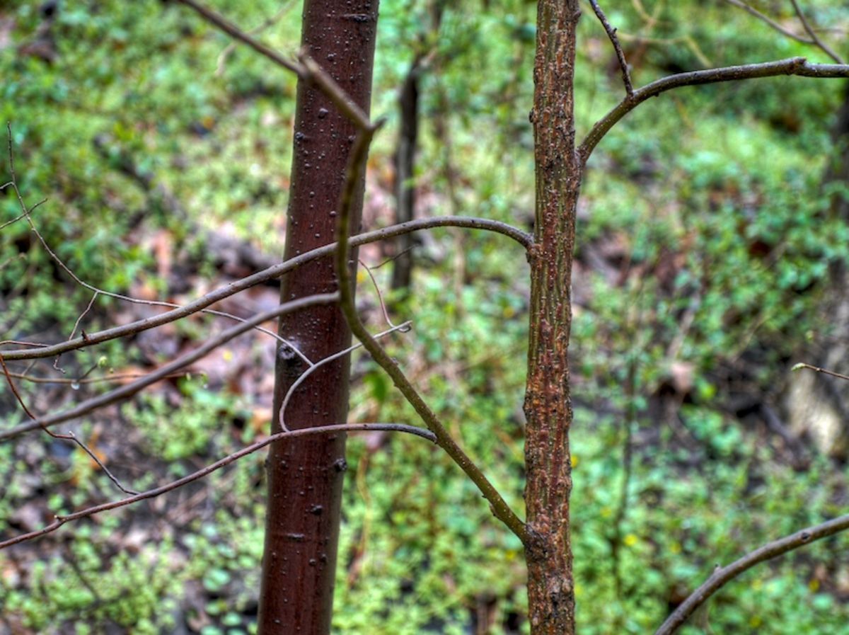 spring trees