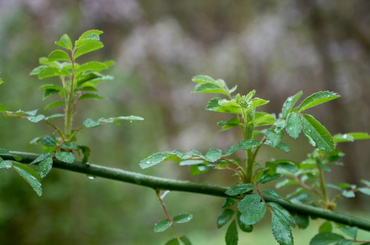 spring rain